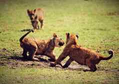 小狮子幼崽玩坦桑尼亚非洲