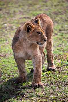 小狮子幼崽肖像坦桑尼亚非洲