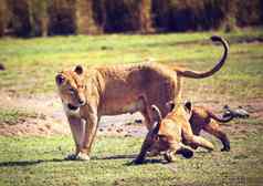 小狮子幼崽妈妈。坦桑尼亚非洲