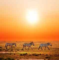 斑马群非洲稀树大草原日落