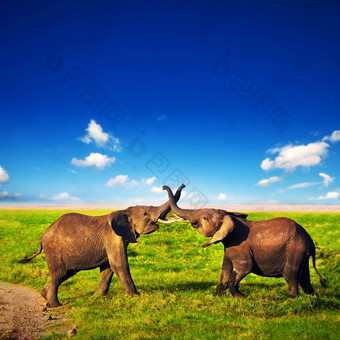 大象玩稀树大草原Safari<strong>安博塞利</strong>肯尼亚非洲