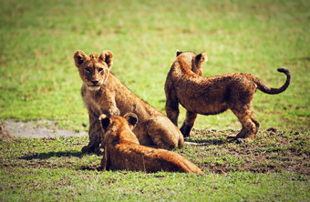 <strong>小狮</strong>子幼崽玩坦桑尼亚非洲