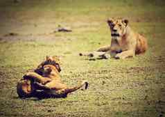 小狮子幼崽玩坦桑尼亚非洲