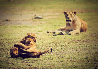 <strong>小狮</strong>子幼崽玩坦桑尼亚非洲