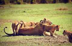 小狮子幼崽妈妈。坦桑尼亚非洲