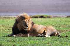 大狮子稀树大草原Safari塞伦盖蒂坦桑尼亚非洲