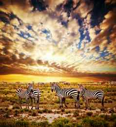 斑马群非洲稀树大草原日落