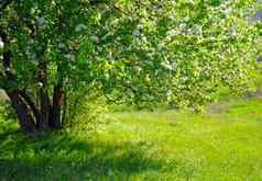 美丽的春天树新鲜的绿色叶子白色花