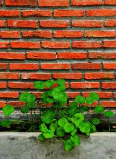 水植物砖墙