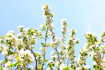 苹果树花