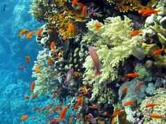 色彩斑斓的珊瑚礁Shoal橙色鱼anthias底热带海