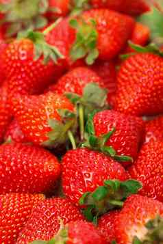 成熟的红色的草莓