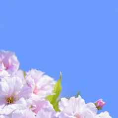 春天开花樱花花蓝色的天空背景