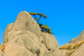 <strong>黄山</strong>山树