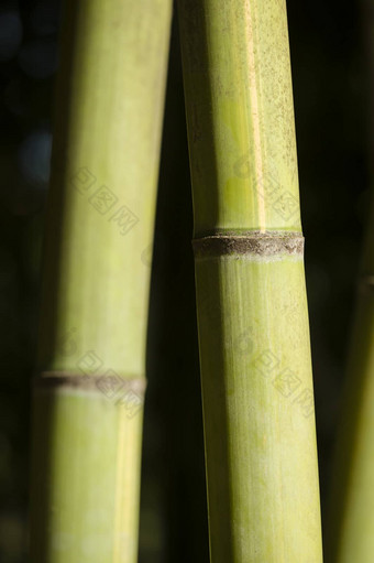 绿色巨大的竹子茎