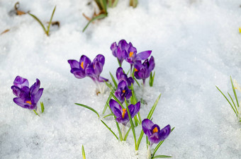 群藏红花番红花属蓝色的春天布鲁姆雪春天