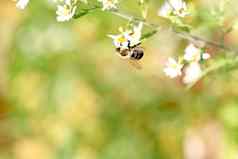 蜂蜜蜜蜂明亮的白色花