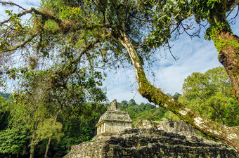 玛雅寺庙树