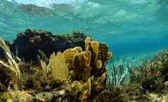 珊瑚海球迷水下景观