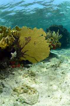 充满活力的海风扇珊瑚自然加勒比海景
