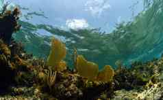 风景优美的水下位置海球迷珊瑚