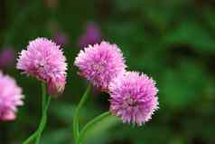 精致的粉红色的花朵细香葱植物