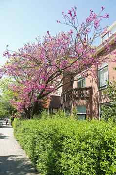 犹大树紫荆siliquastrum春天