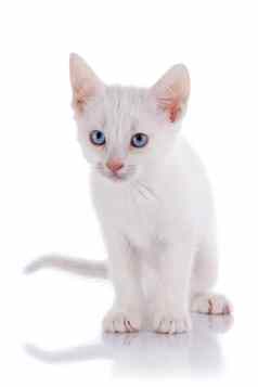 白色小猫蓝色的眼睛