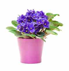 美丽的紫色的紫罗兰色的花花盆