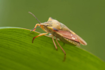 carpocorisfuscispinus