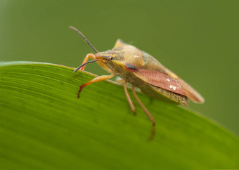 carpocorisfuscispinus