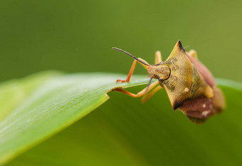 carpocorisfuscispinus