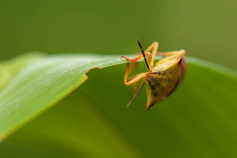 carpocorisfuscispinus