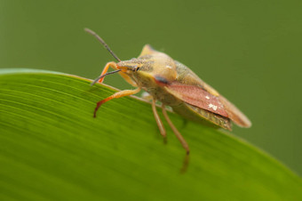 carpocorisfuscispinus