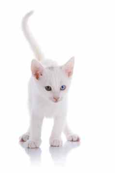 白色小猫多色的眼睛成本白色背景