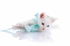 白色小猫多色的眼睛蓝色的弓谎言
