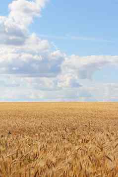 小麦场蓝色的天空