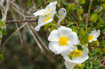 白色岩蔷薇花