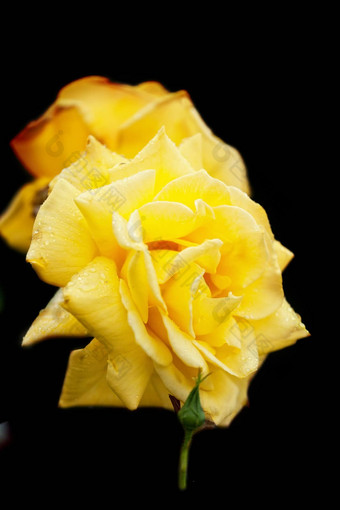 美丽的开花玫瑰念珠公园shonburn