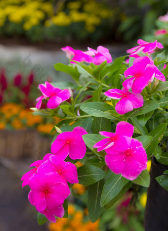粉红色的roseus也叫花花园