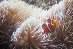 美丽的小丑鱼海海葵
