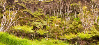 新西兰森林蕨类植物树麦卢卡树
