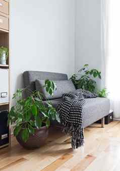 生活房间舒适的扶手椅植物