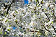 春天开花分支开花苹果树花园背景