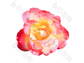 粉红色的<strong>玫瑰</strong>花孤立的白色背景