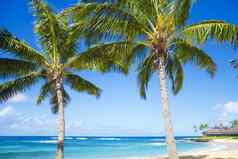 棕榈树桑迪海滩夏威夷