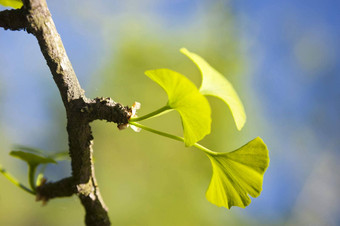 <strong>银杏</strong>biloba