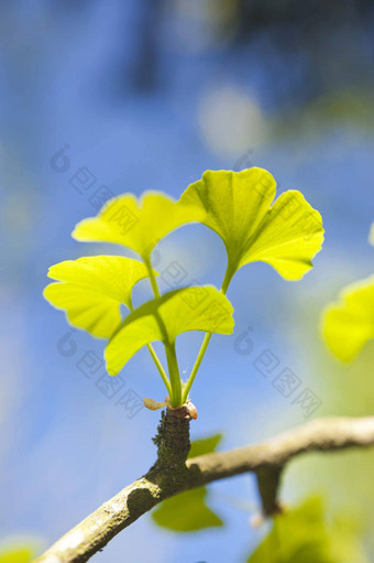 <strong>银杏</strong>biloba