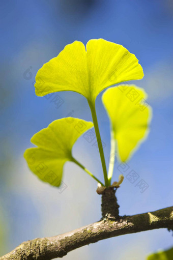 <strong>银杏</strong>biloba