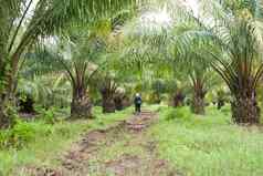 石油棕榈种植园